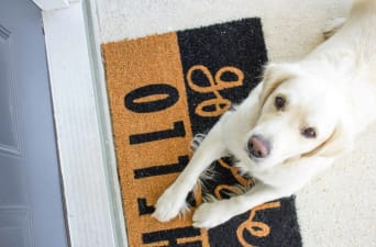 Sample Letter Requesting Permission To Have A Pet